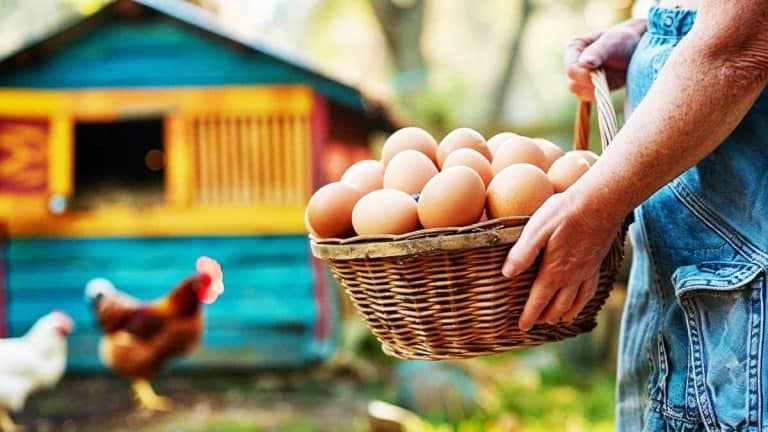 Vous avez des poules et des œufs en surplus ? Voici comment les vendre tout en respectant la législation