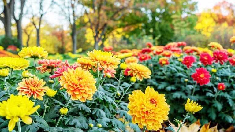 Découvrez comment les chrysanthèmes de septembre transforment votre jardin en un spectacle automnal