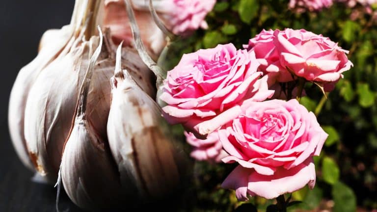 Découvrez comment l’ail ornemental peut devenir le gardien de vos rosiers contre les maladies fongiques