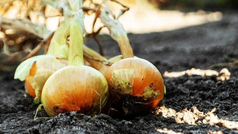 Découvrez les astuces pour cultiver de gros oignons sans parasites : quand et avec quels compagnons les planter