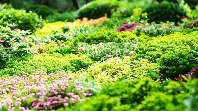 Ces plantes sont une alternative charmante et écologique au gazon traditionnel pour sublimer votre jardin