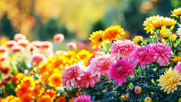 Découvrez comment ces fleurs d’automne transforment votre jardin en un spectacle haut en couleur
