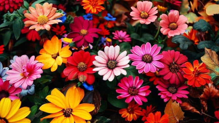 Les fleurs d’automne qui illuminent votre jardin : découvrez ces variétés résistantes et colorées