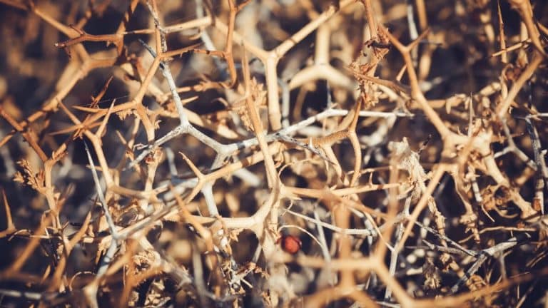 Comment les ronces peuvent transformer votre jardin en un havre de biodiversité et de délices