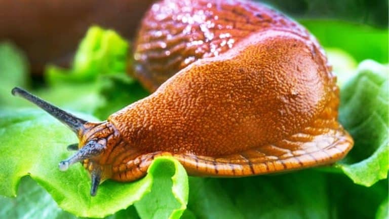 Protégez votre potager des limaces sans produits chimiques: astuces et solutions naturelles