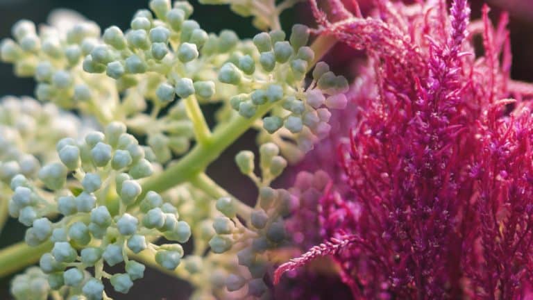 Explorez les secrets des sédums d’octobre pour un jardin captivant et résistant