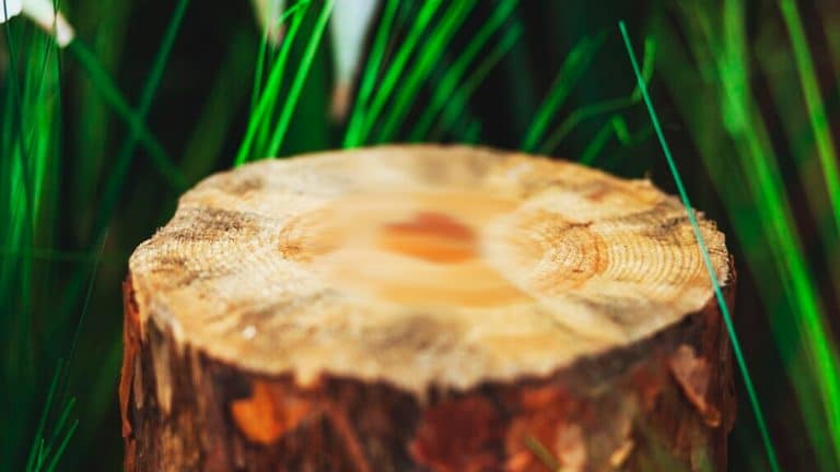 Découvrez comment dessoucher un arbre rapidement : trois techniques éprouvées pour un jardin impeccable