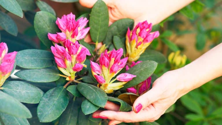 Comment protéger votre laurier-rose en pot durant l’hiver ? Découvrez les gestes essentiels pour une floraison spectaculaire !