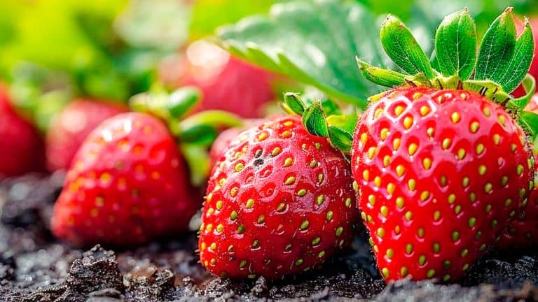 Les secrets pour démarrer votre jardin de fraisiers et assurer une récolte gourmande
