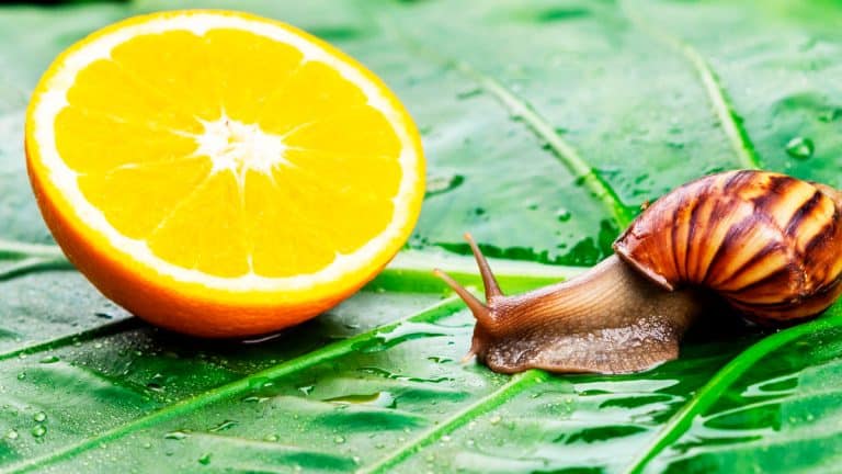 Découvrez comment le citron peut sauver votre jardin des limaces sans utiliser de produits chimiques