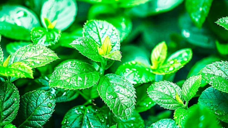 Les ronces dans votre jardin : découvrez pourquoi elles peuvent transformer votre espace vert en havre de biodiversité