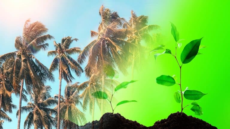 Découvrez comment ces 5 arbres à croissance rapide transformeront votre jardin en oasis d’ombre dès l’été prochain