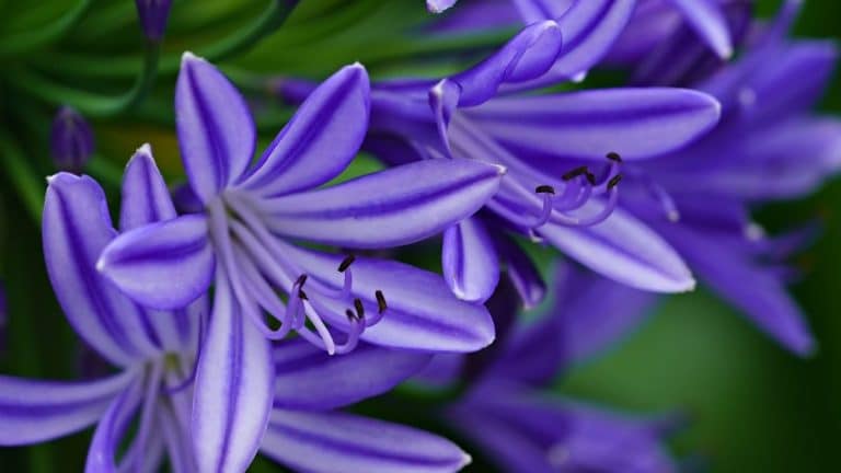 Découvrez comment vos agapanthes peuvent éclater de couleurs chaque été grâce à ces précieuses astuces automnales
