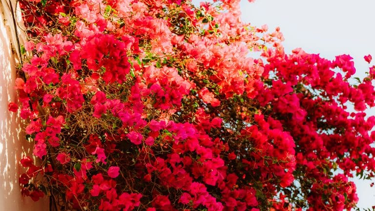 Cultivez votre bougainvillier à la perfection : découvrez nos astuces pour une floraison éclatante en automne et une protection optimale en hiver