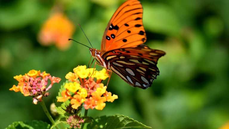 Créez un sanctuaire pour la faune dans votre jardin : guide pour installer un hôtel à insectes