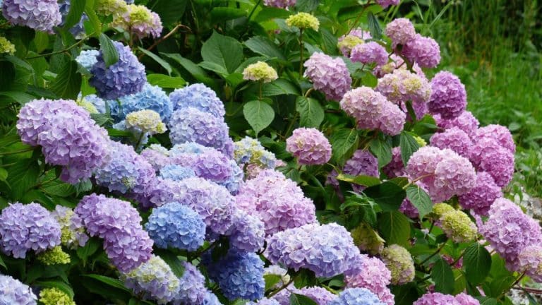 Transformez vos hortensias en joyaux du jardin : secrets pour des fleurs éclatantes avant le 06 novembre
