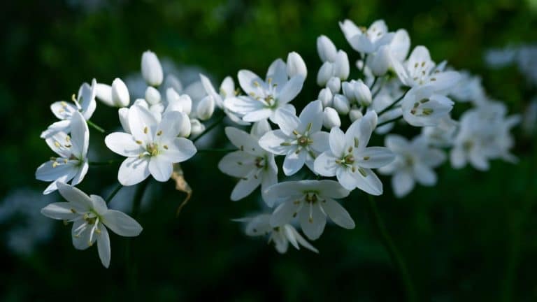 Les secrets de ma grand-mère pour un jardin de jasmins parfumés toute l’année