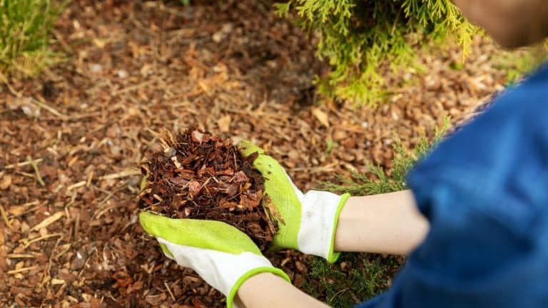 Les secrets d’un jardin resplendissant au printemps grâce au paillis miracle