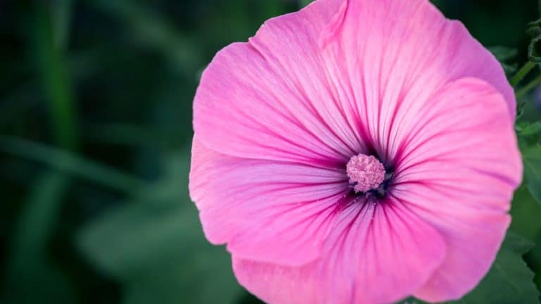 Découvrez la lavatère : une plante qui embellira votre jardin de l’automne à l’hiver