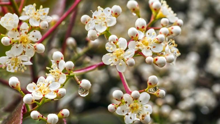 Les secrets pour cultiver le photinia cet automne : votre guide pour un arbuste éclatant
