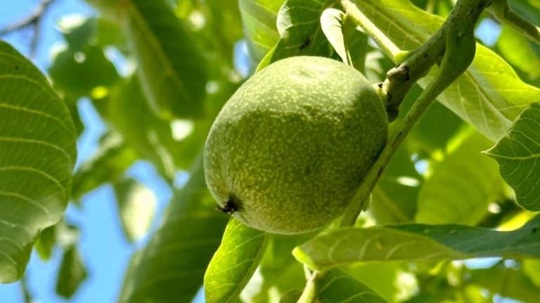 Découvrez comment tailler vos noyers pour une récolte abondante et un arbre vigoureux