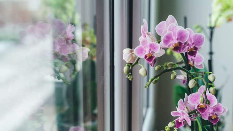 Comment préserver la beauté de vos orchidées durant l’automne : évitez ces erreurs fréquentes et profitez de conseils d’expert