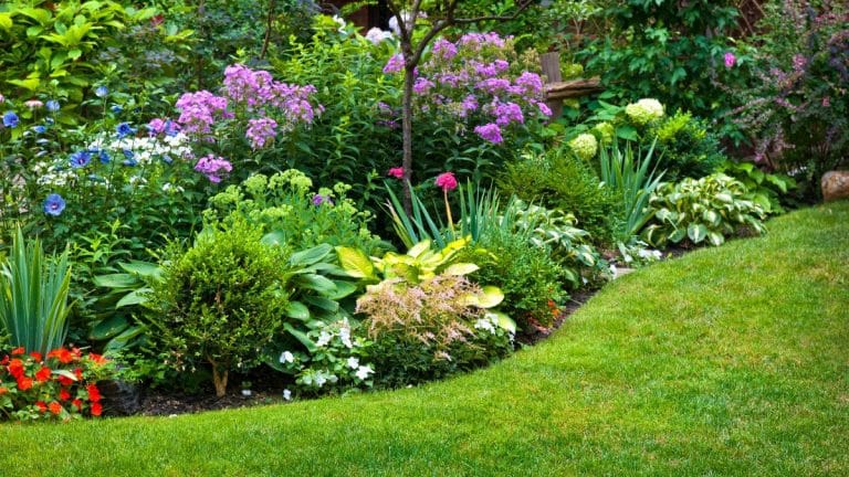 Découvrez la plante qui pourrait révolutionner votre jardin et réduire votre travail