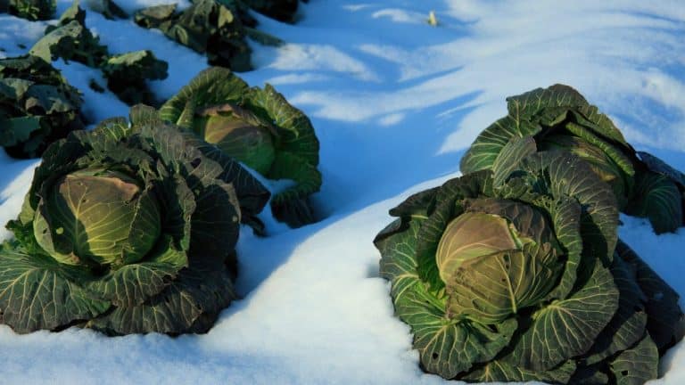 Les secrets pour préparer votre potager à l’hiver et garantir une terre fertile et robuste pour le printemps