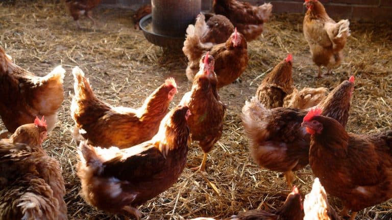 Découvrez comment garder votre poulailler sec et sain durant l’automne avec cette méthode ingénieuse de grand-père