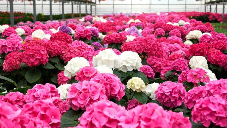 Pourquoi réfléchir à deux fois avant de tailler vos hortensias en novembre pourrait changer votre jardin