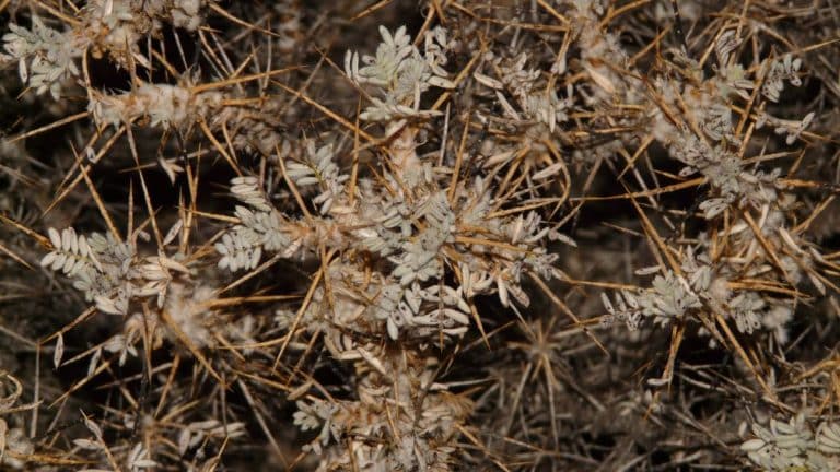 Découvrez comment éliminer les ronces de votre jardin avec une méthode simple et écologique pour un espace vert impeccable