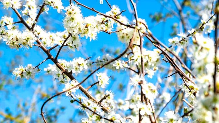 Laissez-vous envoûter par la grâce du cornouiller, un choix majestueux pour rehausser votre jardin