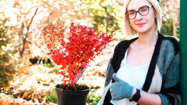 Découvrez comment le soleil d’automne peut transformer votre jardin en un spectacle éclatant sans effort
