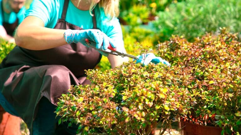 Transformez votre jardin en un havre de paix : découvrez comment planter l’érable du Japon dès maintenant