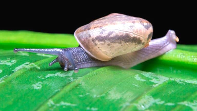 Découvrez pourquoi escargots et limaces sont les protecteurs méconnus de votre jardin