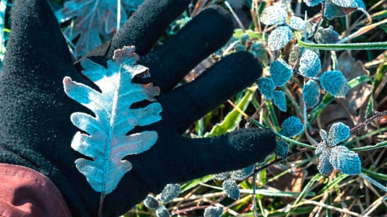Les secrets pour protéger vos plantes du froid : découvrez cette méthode écologique et efficace