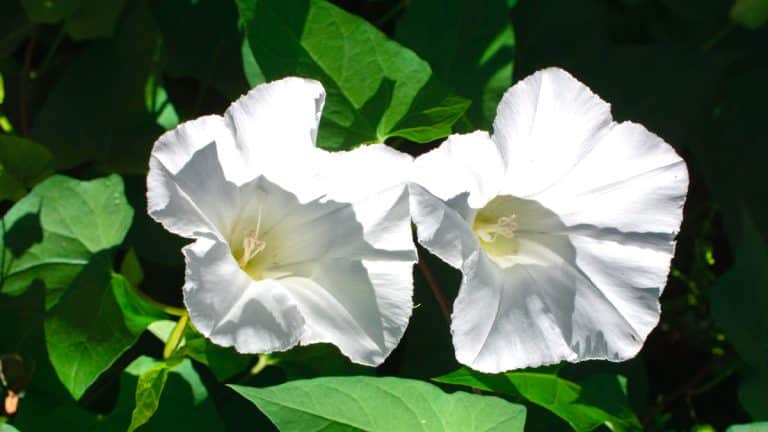 Luttez efficacement contre le liseron : découvrez l’astuce naturelle pour un jardin sans nuisibles