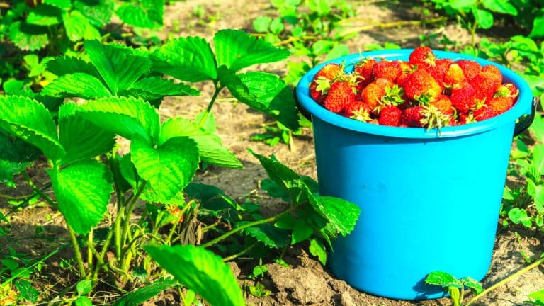 Comment et quand planter des fraisiers pour garantir une récolte exceptionnelle ?