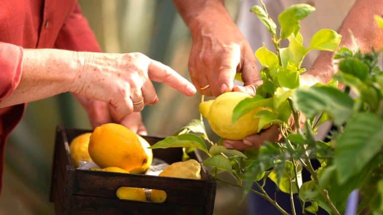 Révolutionnez la santé de vos citronniers avec ce produit quotidien que vous jetez peut-être