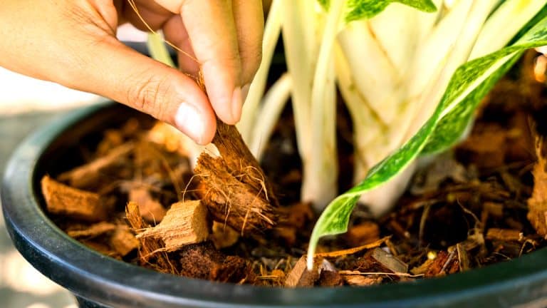 Les secrets pour un jardin vibrant même en hiver : protégez vos plantes avec des techniques de paillage efficaces