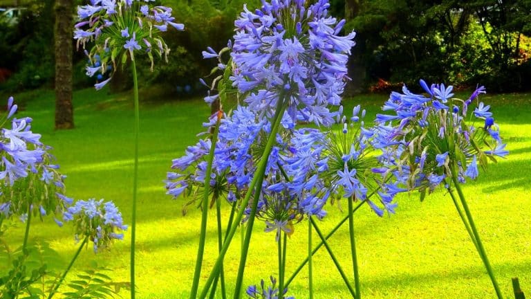 Les secrets d’octobre pour une floraison des agapanthes à couper le souffle l’année prochaine