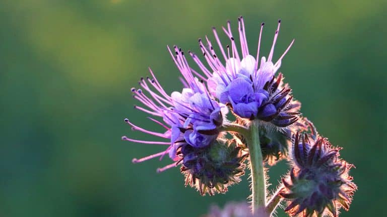 Voici la plante redoutable qui met fin aux mauvaises herbes dans votre jardin
