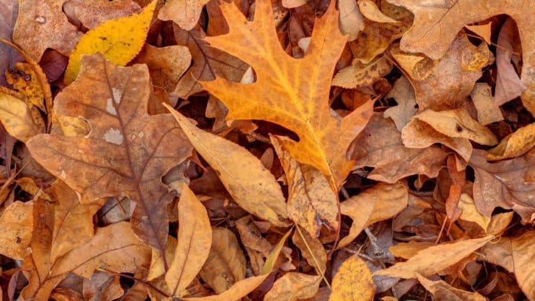 Transformez votre jardin cet automne : découvrez les vertus insoupçonnées des feuilles mortes