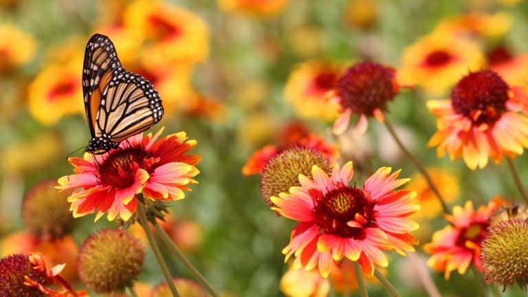 Amenez un printemps vibrant dans votre jardin en plantant maintenant cette vivace exceptionnelle