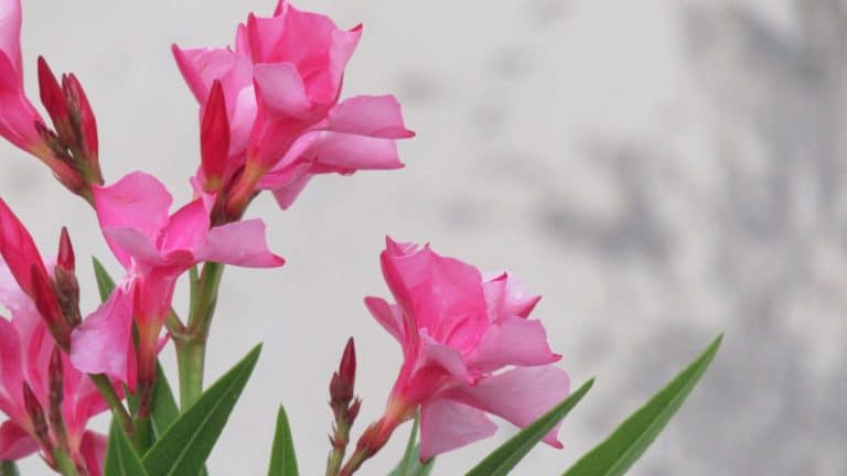 Protégez votre laurier-rose en pot avant l’hiver : découvrez comment avec ces conseils pratiques et efficaces