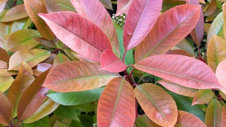 Vous pensez à une haie pour votre jardin ? découvrez pourquoi le photinia pourrait vous surprendre !