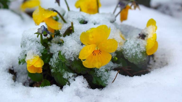 5 plantes en pot qui sublimeront votre jardin tout au long de l’année, même sous la neige