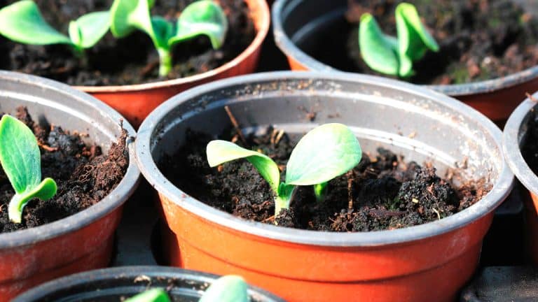 Rempotage en automne ou en hiver : Pourquoi patienter pourrait sauver vos plantes d’intérieur