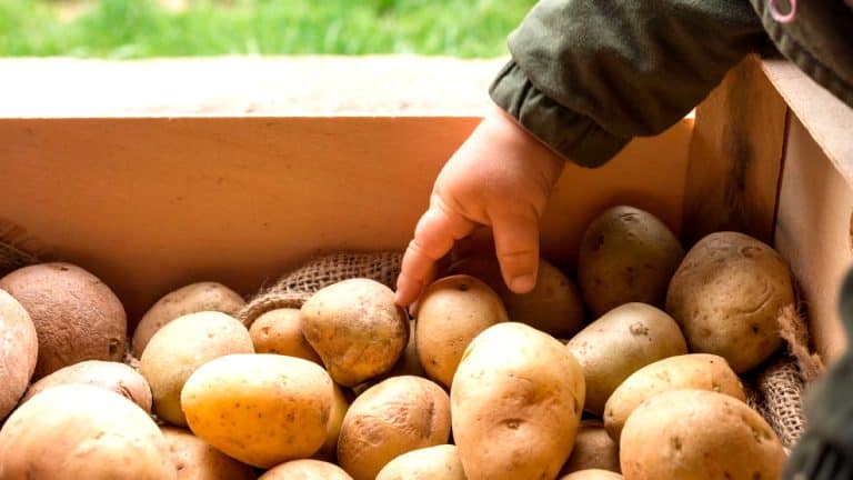 Découvrez comment les pommes de terre révolutionnent la plantation de vos roses