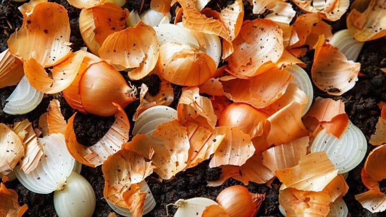 Faites de vos pelures d’oignon un allié pour votre jardin : découvrez comment transformer vos déchets en or vert